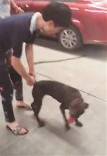 爆料狗狗打架视频大全集,盘点全网热门打架视频合集  第3张